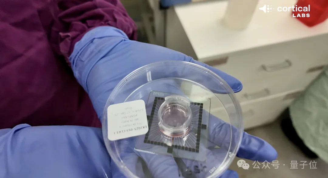 人脑细胞做成芯片打Doom！20万活体神经元自己探路杀敌，学习效率碾压深度强化学习