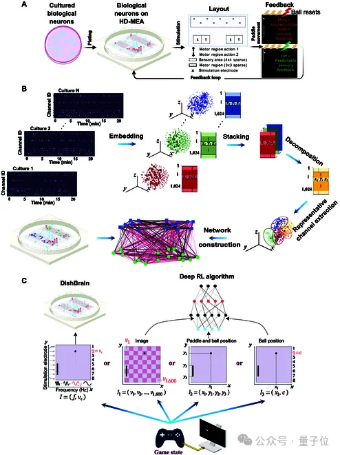 人脑细胞做成芯片打Doom！20万活体神经元自己探路杀敌，学习效率碾压深度强化学习